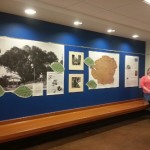 URCA student researches, creates campus display for largest elm tree in Illinois