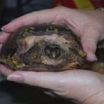 Chopped turtles find refuge